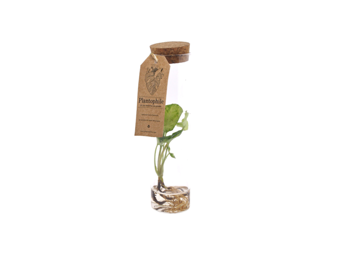 Syngonium Sprout in Vase With Water