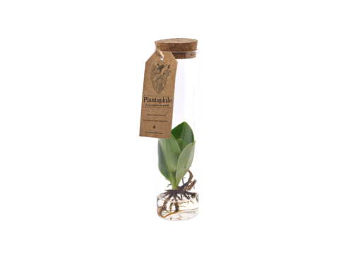 Clusia Sprout in Water in a Vase
