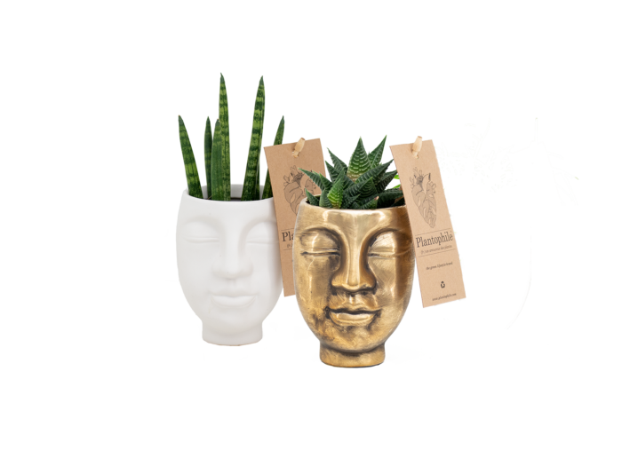 Face 2 Face pots with plants small