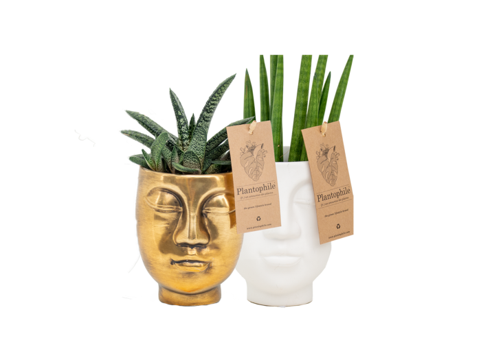 Face2Face planter with succulent