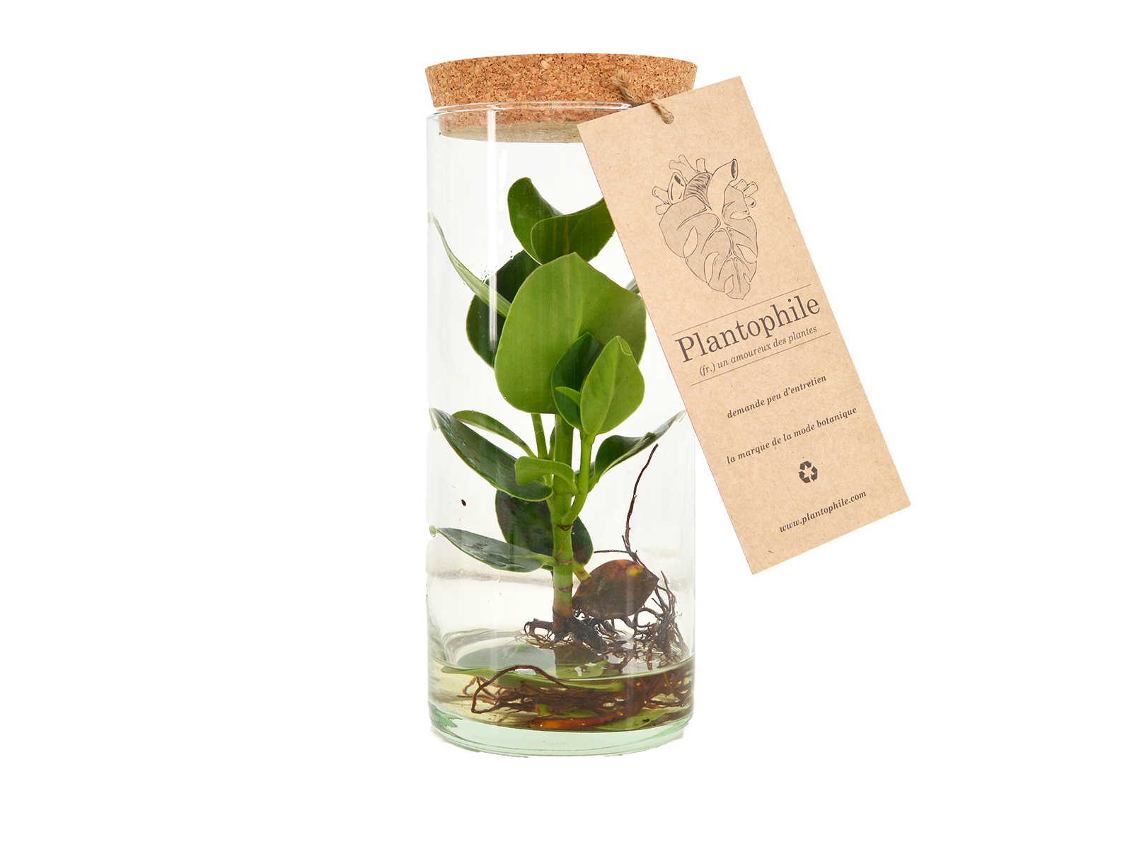 etage lugt Procent Buy Clusia Plant - Green Clusia Plant in Glass Cylinder with Cork