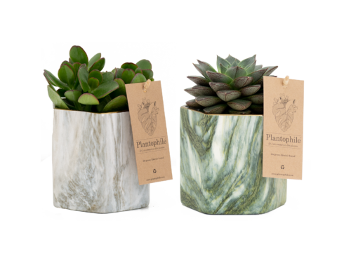 Marble Planter with succulent