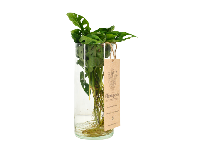 Monstera Obliqua Waterplant in Vase