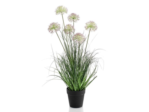 Allium grass L in black plastic pot
