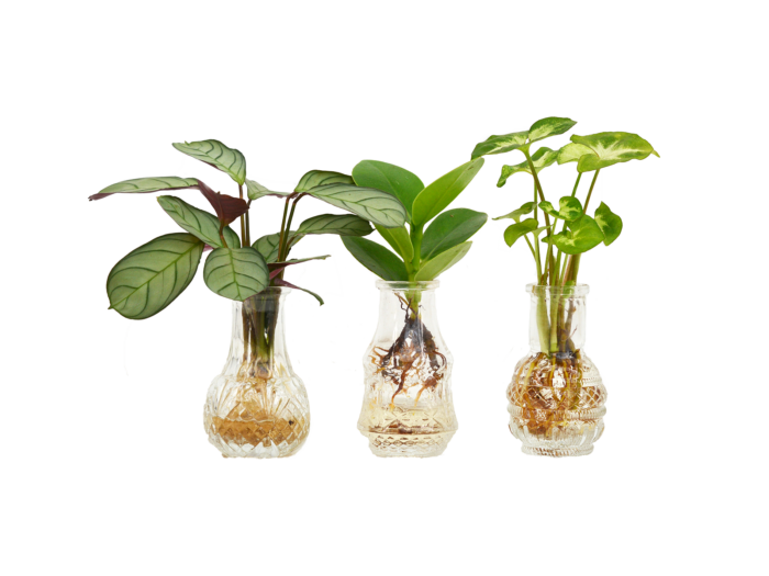 Three mixed sprouts in vases: Clusia, Calathea, Syngonium
