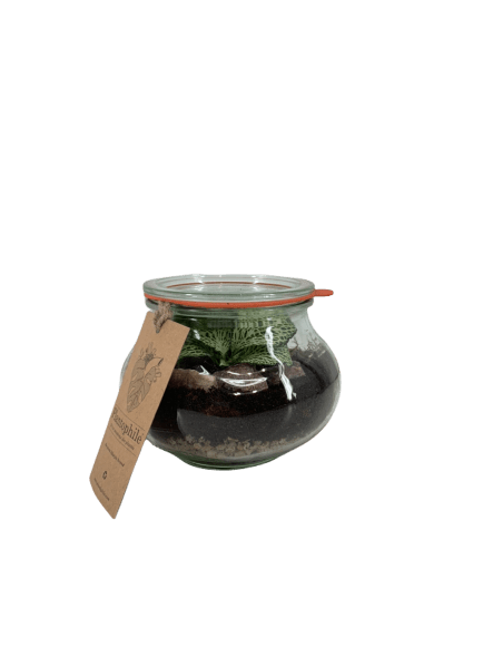Terrarium weck storage pot 1 plant DIY