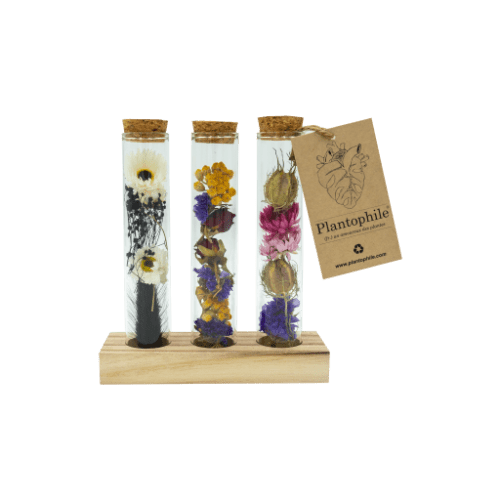 Plantophile set of 3 mini vases dried flowers