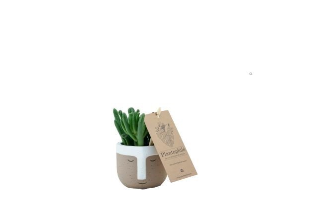 Plantophile green plant, Succulent in Viking pot - small