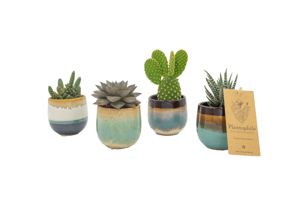 Plantophile succulent in seventies style ceramic pot - smal
