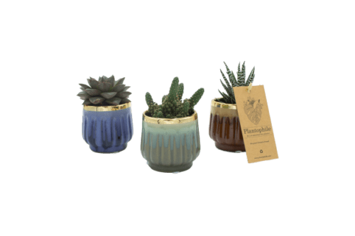 Plantophile green plant in retro glossy ceramic pot