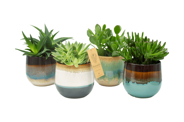 Plantophile succulent in seventies style ceramic pot - XL