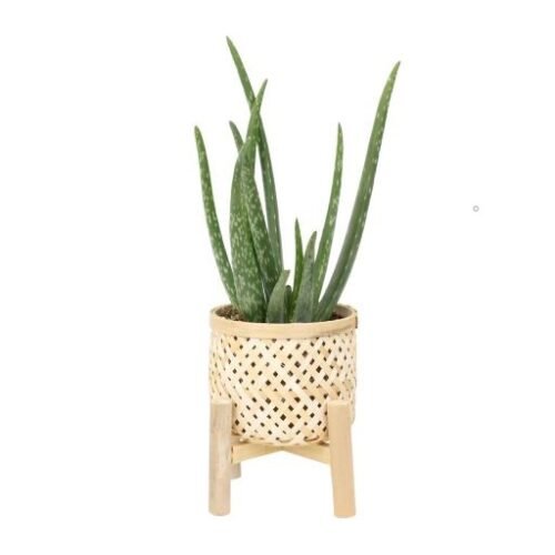 plantophile Aloe Vera plant in Bambou basket with wooden foot